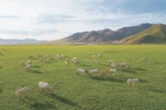 畜牧业生产数据分析与优